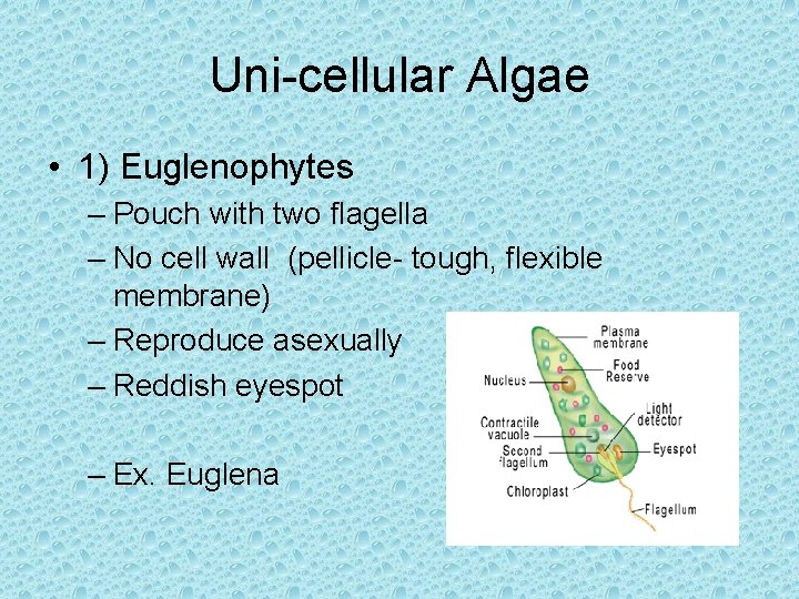 Uni-cellular Algae • 1) Euglenophytes – Pouch with two flagella – No cell wall