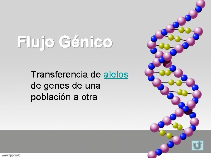 Flujo Génico Transferencia de alelos de genes de una población a otra 