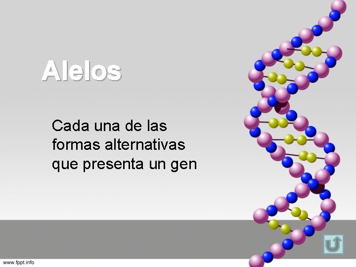 Alelos Cada una de las formas alternativas que presenta un gen 