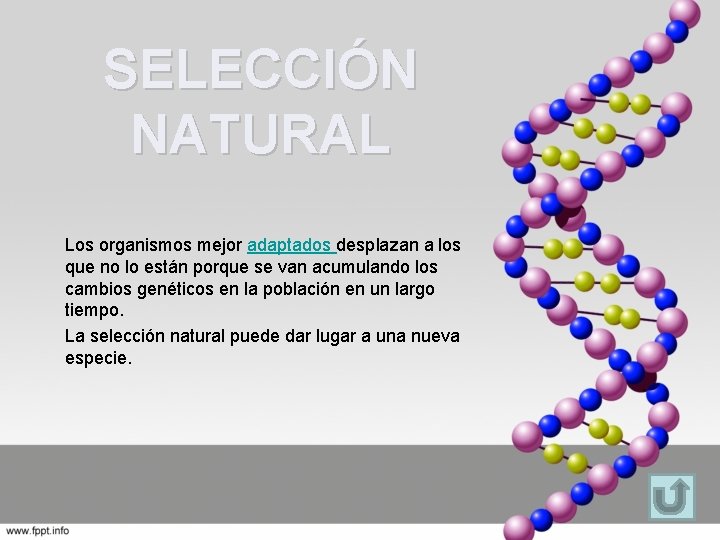 SELECCIÓN NATURAL Los organismos mejor adaptados desplazan a los que no lo están porque