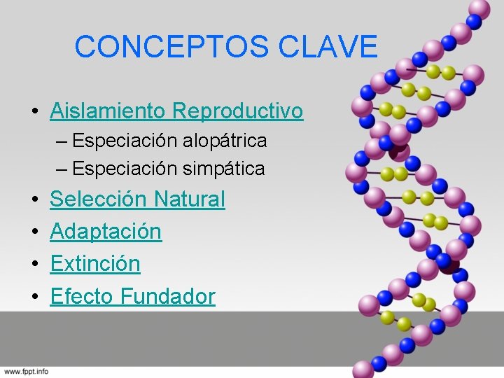 CONCEPTOS CLAVE • Aislamiento Reproductivo – Especiación alopátrica – Especiación simpática • • Selección