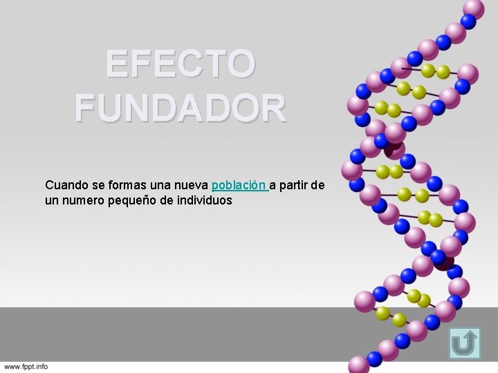 EFECTO FUNDADOR Cuando se formas una nueva población a partir de un numero pequeño