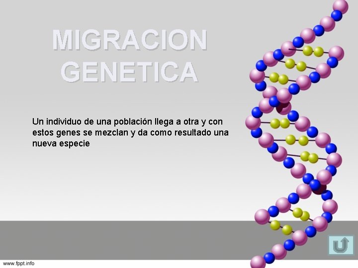 MIGRACION GENETICA Un individuo de una población llega a otra y con estos genes