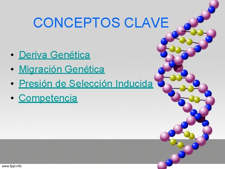 CONCEPTOS CLAVE • • Deriva Genética Migración Genética Presión de Selección Inducida Competencia 