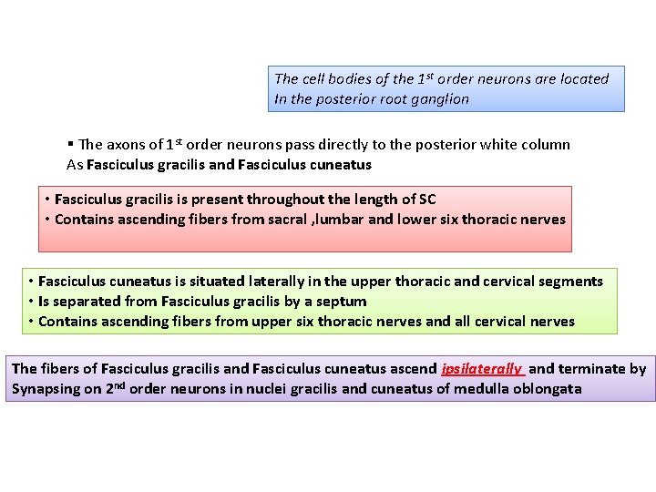 The cell bodies of the 1 st order neurons are located In the posterior