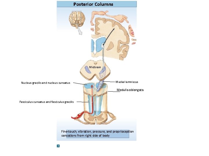 Posterior Columns Midbrain Nucleus gracilis and nucleus cuneatus Medial lemniscus Medulla oblongata Fasciculus cuneatus