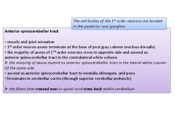 Anterior spinocerebellar tract The cell bodies of the 1 st order neurons are located