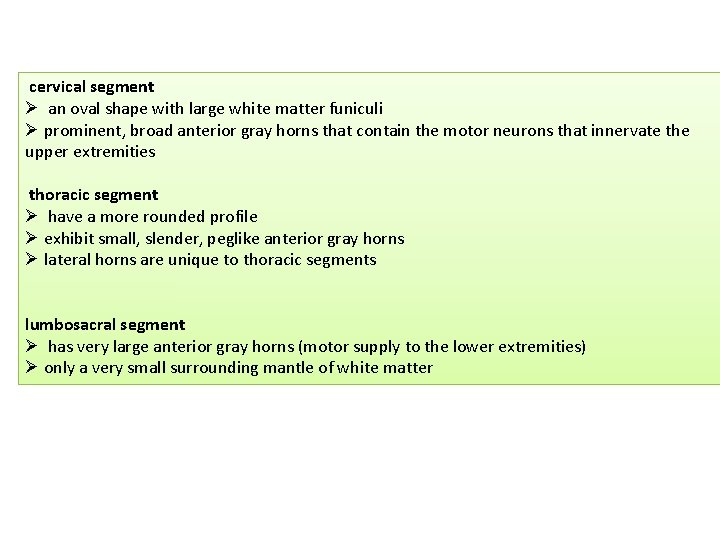 cervical segment Ø an oval shape with large white matter funiculi Ø prominent, broad