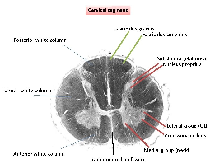 Cervical segment Posterior white column Fasciculus gracilis Fasciculus cuneatus Substantia gelatinosa Nucleus proprius Lateral