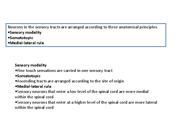 Neurons in the sensory tracts are arranged according to three anatomical principles • Sensory