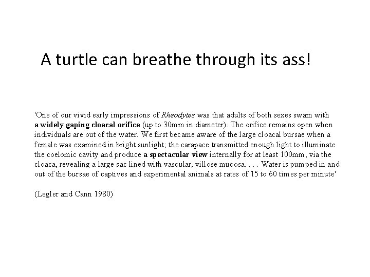 A turtle can breathe through its ass! 'One of our vivid early impressions of