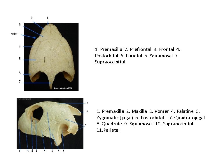 1. Premaxilla 2. Prefrontal 3. Frontal 4. Postorbital 5. Parietal 6. Squamosal 7. Supraoccipital