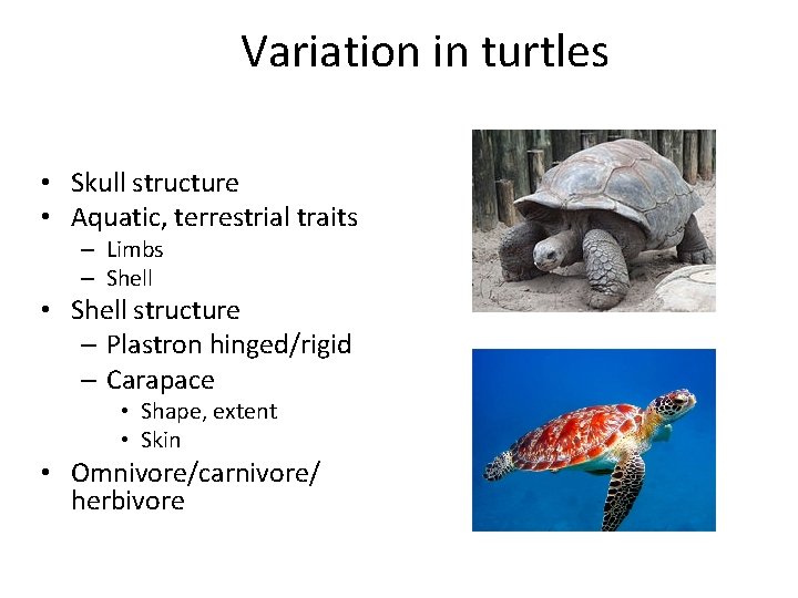 Variation in turtles • Skull structure • Aquatic, terrestrial traits – Limbs – Shell