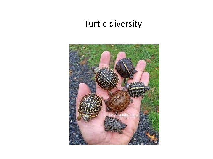 Turtle diversity 