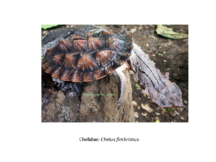 Chelidae: Chelus fimbriatus 