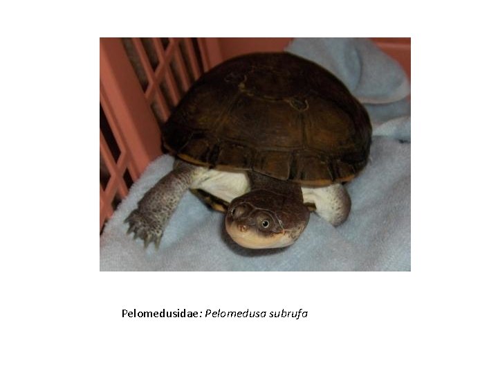 Pelomedusidae: Pelomedusa subrufa 