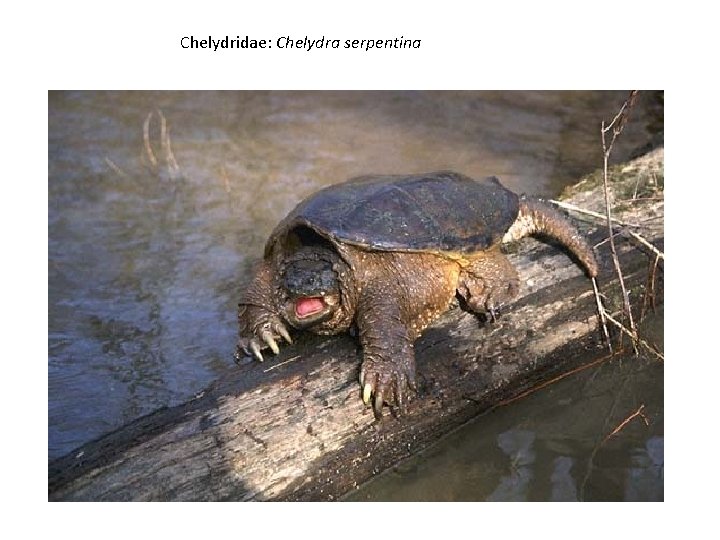 Chelydridae: Chelydra serpentina 