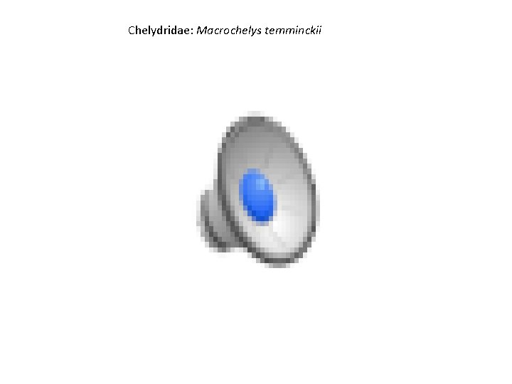 Chelydridae: Macrochelys temminckii 
