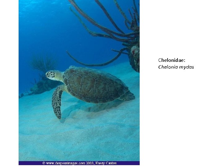 Chelonidae: Chelonia mydas 