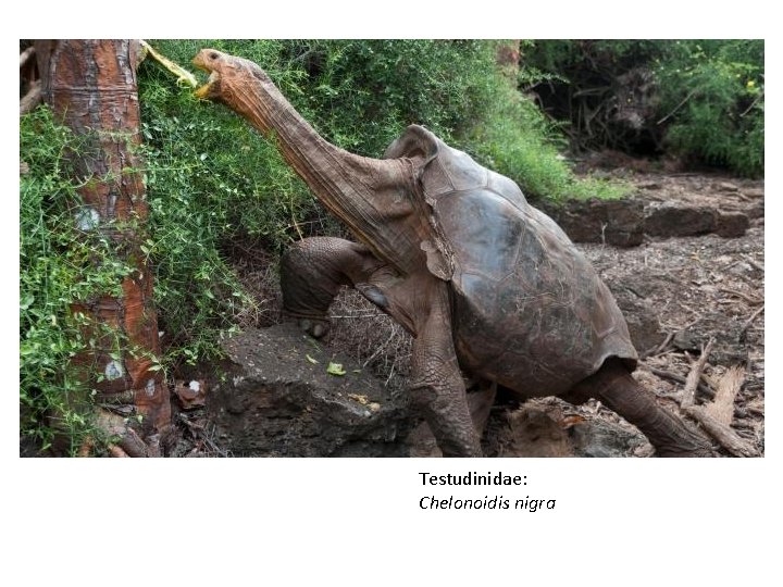 Testudinidae: Chelonoidis nigra 