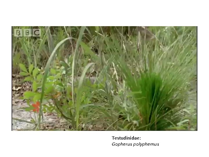 Testudinidae: Gopherus polyphemus 