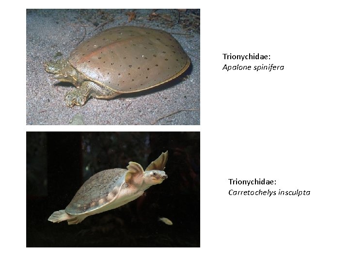 Trionychidae: Apalone spinifera Trionychidae: Carretochelys insculpta 