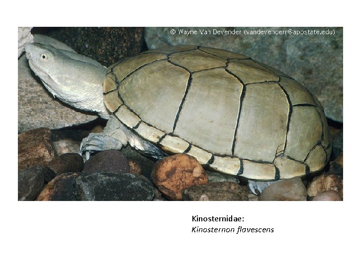 Kinosternidae: Kinosternon flavescens 