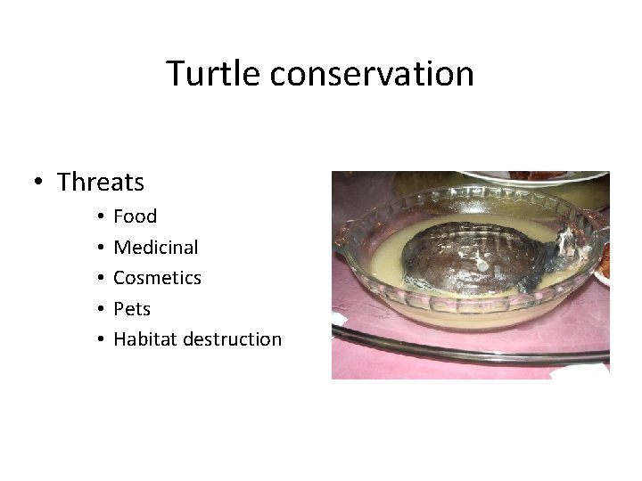 Turtle conservation • Threats • • • Food Medicinal Cosmetics Pets Habitat destruction 