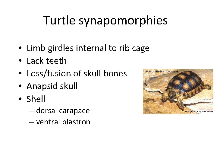 Turtle synapomorphies • • • Limb girdles internal to rib cage Lack teeth Loss/fusion
