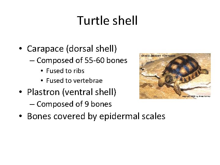 Turtle shell • Carapace (dorsal shell) – Composed of 55 -60 bones • Fused