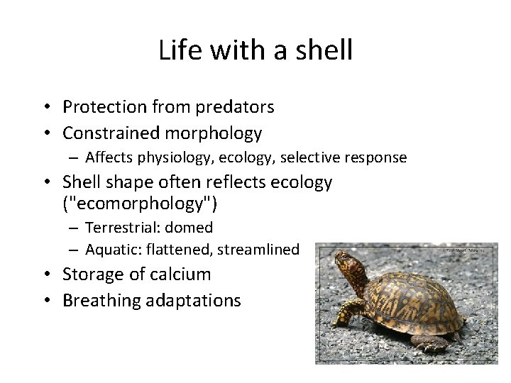 Life with a shell • Protection from predators • Constrained morphology – Affects physiology,