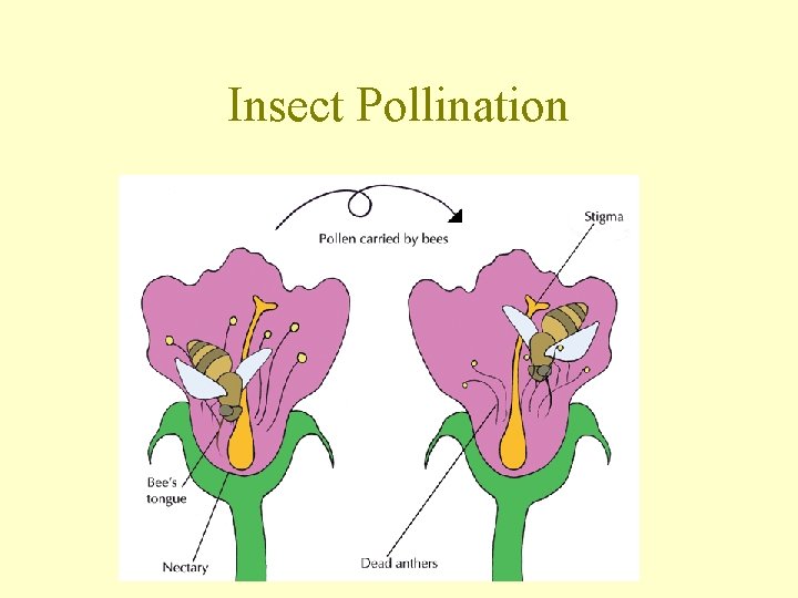 Insect Pollination 