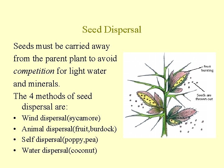 Seed Dispersal Seeds must be carried away from the parent plant to avoid competition