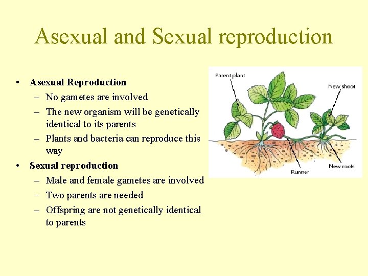 Asexual and Sexual reproduction • Asexual Reproduction – No gametes are involved – The