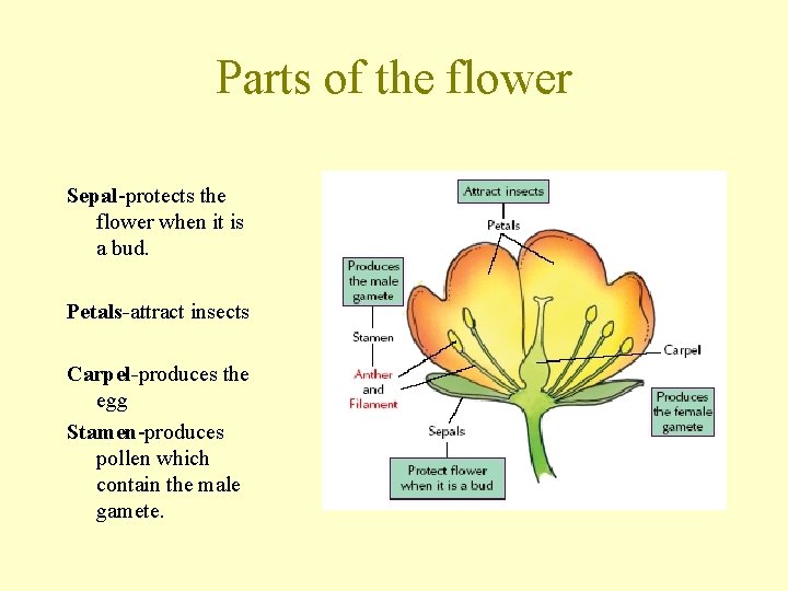 Parts of the flower Sepal-protects the flower when it is a bud. Petals-attract insects