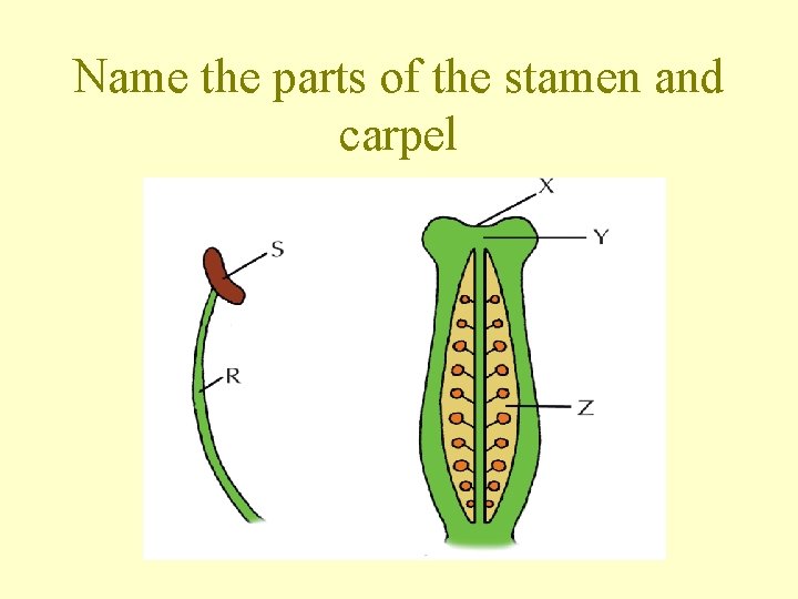 Name the parts of the stamen and carpel 