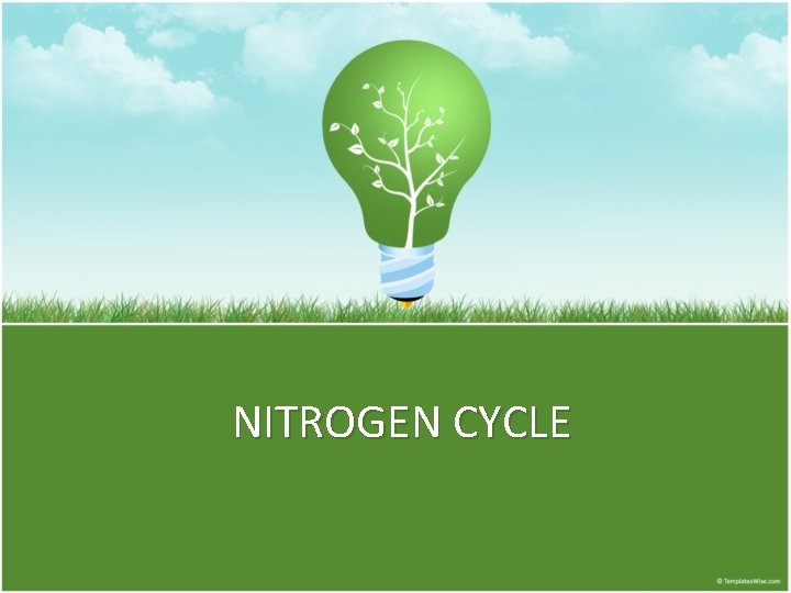 NITROGEN CYCLE 