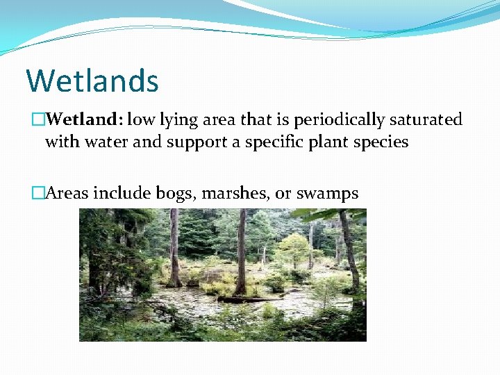 Wetlands �Wetland: low lying area that is periodically saturated with water and support a