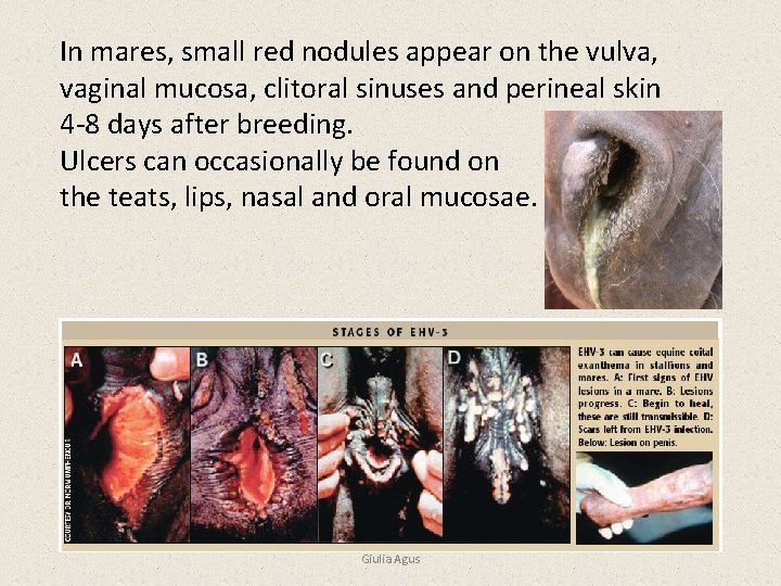 In mares, small red nodules appear on the vulva, vaginal mucosa, clitoral sinuses and