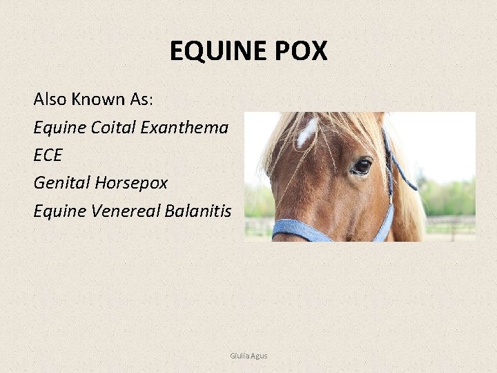 EQUINE POX Also Known As: Equine Coital Exanthema ECE Genital Horsepox Equine Venereal Balanitis