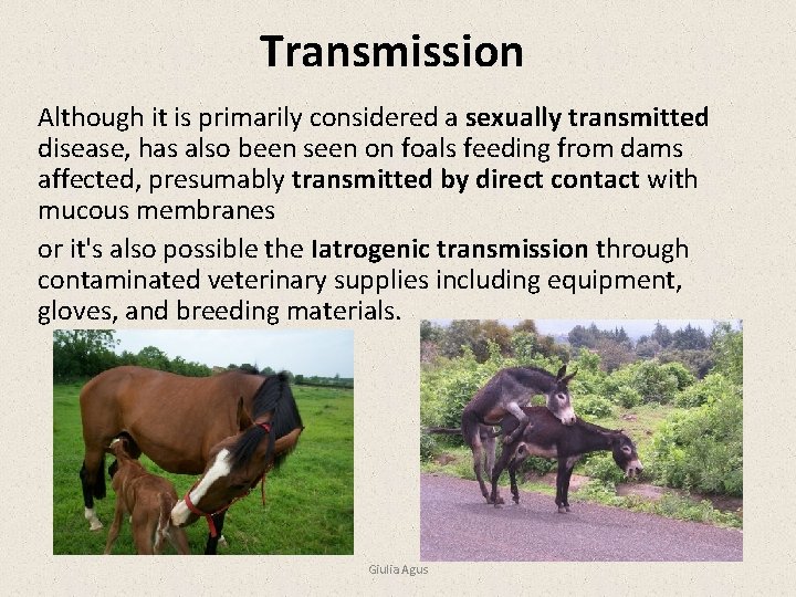 Transmission Although it is primarily considered a sexually transmitted disease, has also been seen