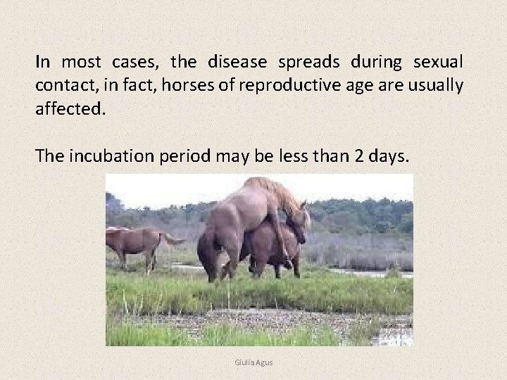 In most cases, the disease spreads during sexual contact, in fact, horses of reproductive