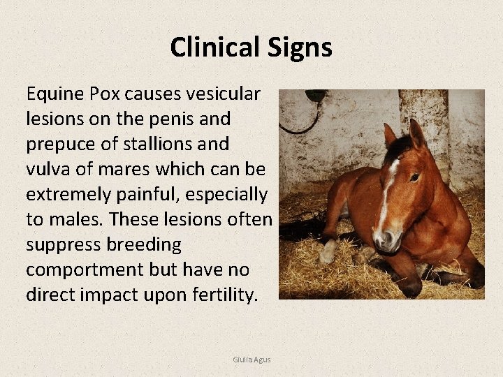 Clinical Signs Equine Pox causes vesicular lesions on the penis and prepuce of stallions