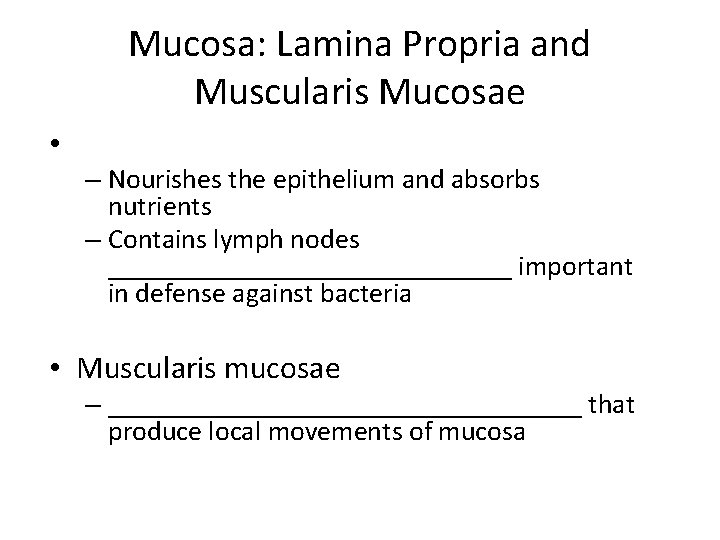Mucosa: Lamina Propria and Muscularis Mucosae • – Nourishes the epithelium and absorbs nutrients