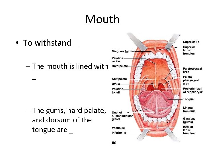 Mouth • To withstand _ – The mouth is lined with _ – The