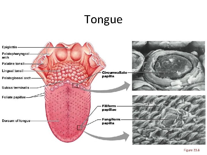 Tongue Figure 23. 8 
