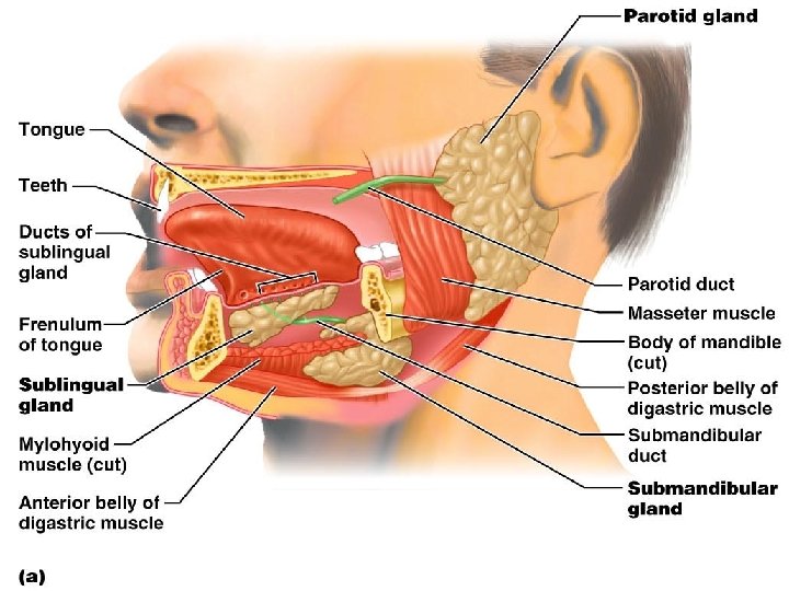 Salivary Glands Figure 23. 9 a 