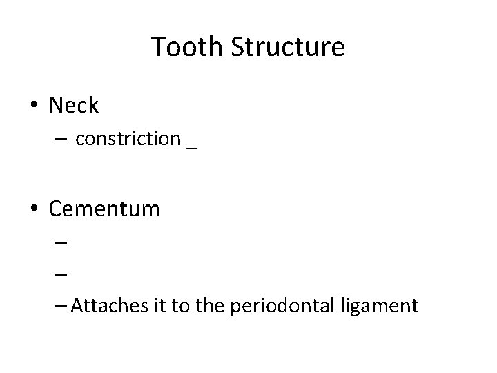 Tooth Structure • Neck – constriction _ • Cementum – – – Attaches it