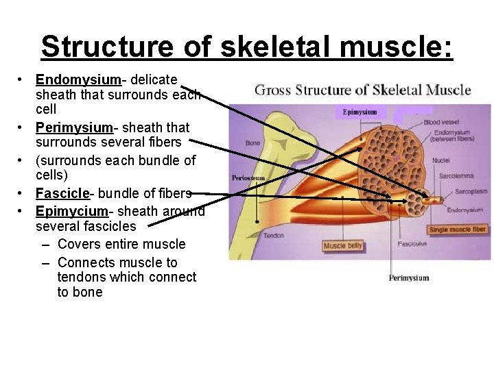 Structure of skeletal muscle: • Endomysium- delicate sheath that surrounds each cell • Perimysium-