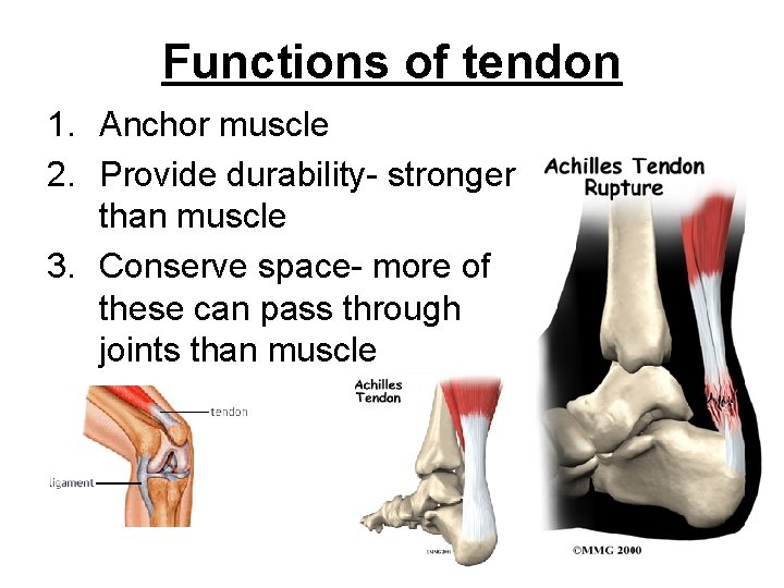 Functions of tendon 1. Anchor muscle 2. Provide durability- stronger than muscle 3. Conserve
